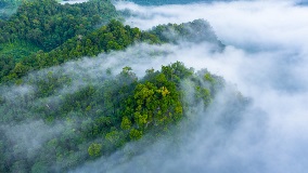 Aerial-top-view-background-fores6cf89a63-d43f-44bd-8283-949ec0732c9a Aerial-top-view-background-fores6cf89a63-d43f-44bd-8283-949ec0732c9a